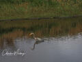 Blue Heron Fishing