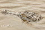 American Alligator