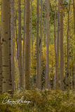Aspen Boles