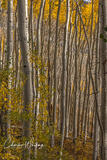 Aspen Grove