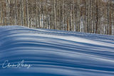 Aspen Shadows