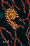 Bearded Fireworm on Branch Coral