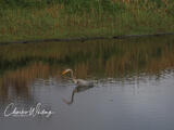 Blue Heron Fishing