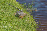 Green Iguana 4