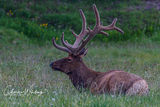 Bull Elk and Wildflowers