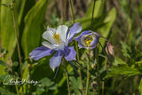 Colorado Blue Columbine 