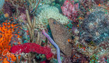 Goldentailed Moray Eel