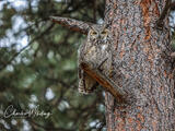 Great Horned Owl