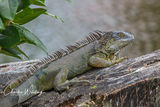 Green Iguana (2)