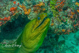 Green Moray Eel