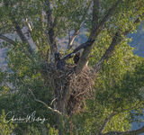 Leaving the Nest