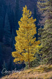 Lonely Aspen