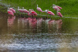 Myakka River Spoonbills