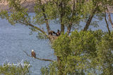 Nesting Eagles