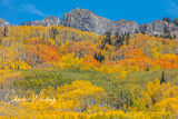 Orange Green and Yellow Aspens