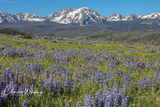 Purple Lupine
