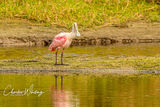 Roseate Spoonbill