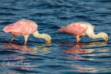 Roeseate Spoonbills Feeding