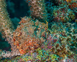 Juvenile Spotted Scorpionfish