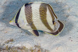 Banded Butterflyfish (1)