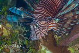 Lionfish