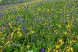 Wild Flowers