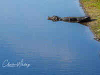 American Alligator