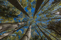 Aspen Crowns and Starburst