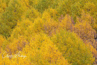 Aspen Crowns