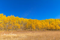 Blowing Aspen Leaves