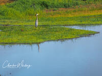 Blue Heron