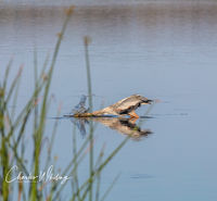 Great Blue Heron Fishing