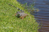 Green Iguana 4
