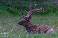 Bull Elk and Wildflowers