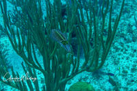 Caribbean Reef Squid