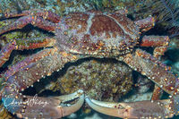 Channel Clinging Crab