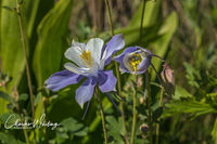 Colorado Blue Columbine 