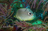 Foureye Butterflyfish