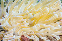 Anemone at Black Hole