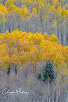 Golden Aspens