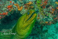 Green Moray Eel