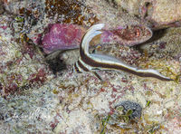 Juvenile Spotted Drum