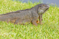 Large Green Iguana