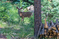 Mule Deer Fawn