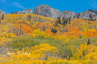 Orange Green and Yellow Aspens