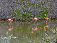 Pink Flamingos