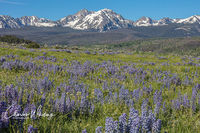 Purple Lupine