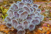 Social Feather Duster Worms