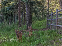 Spotted Fawns