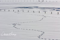 Tracks in the Snow